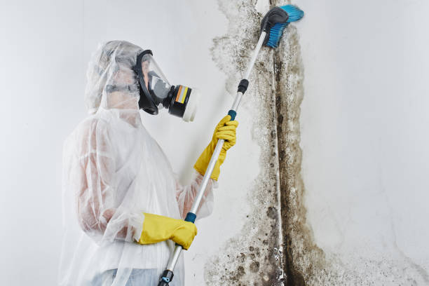 Reliable Zion, PA Mold Remediation Solutions
