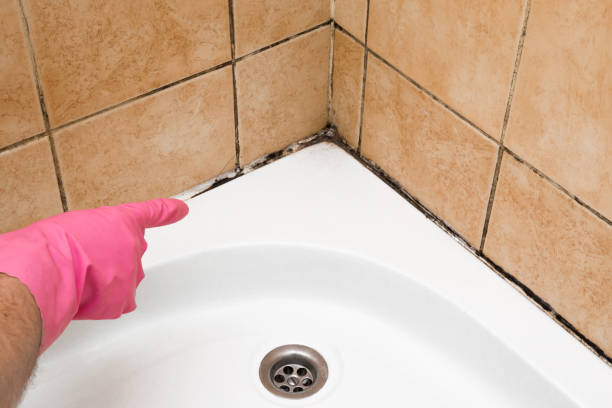 Best Emergency Mold Remediation in Zion, PA